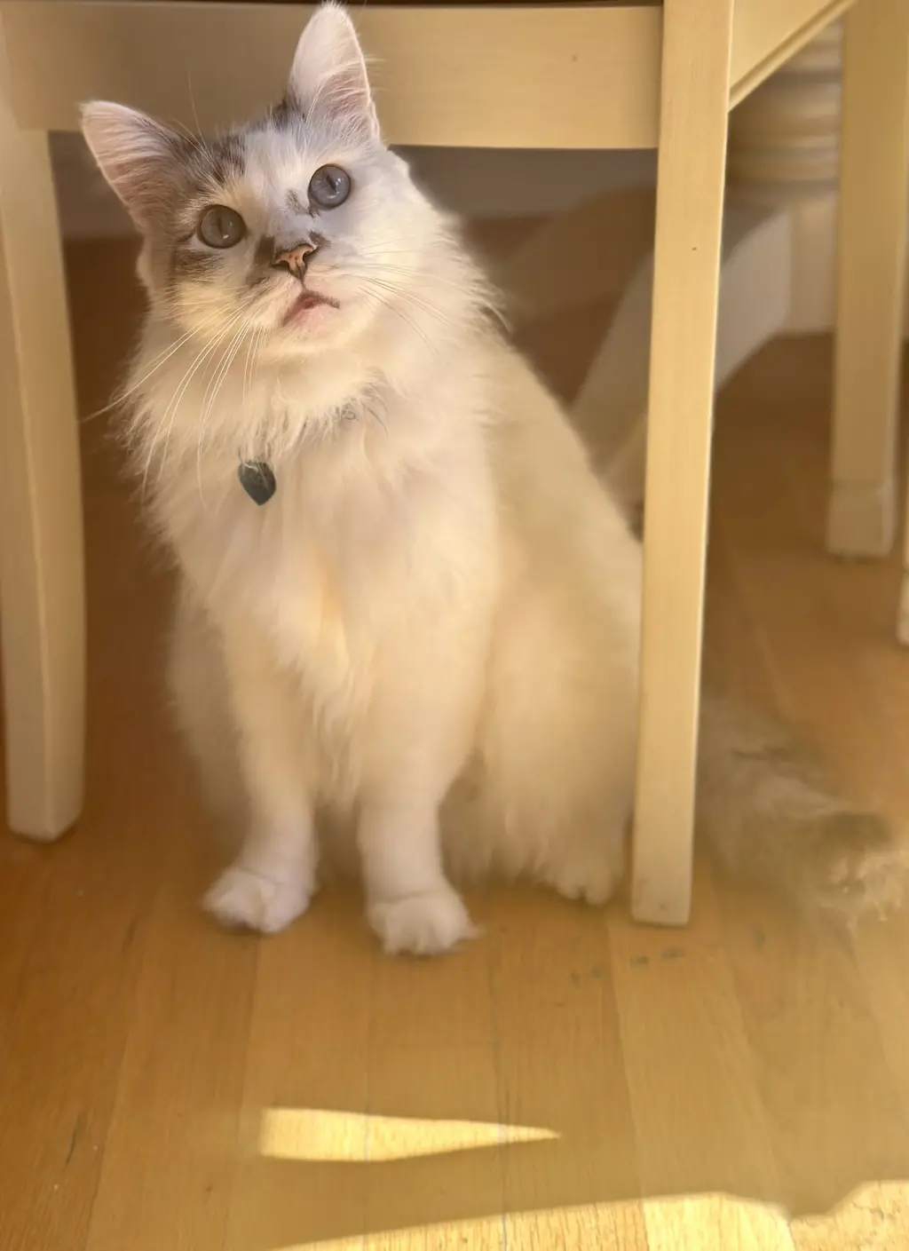 Marshmallow Ragdoll