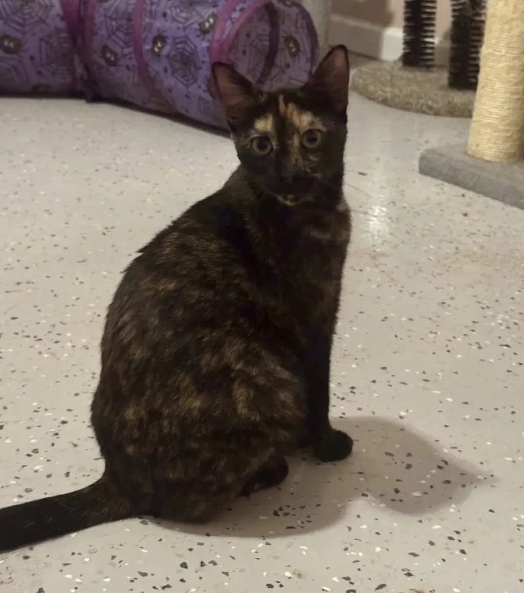 Sadie =^.^=