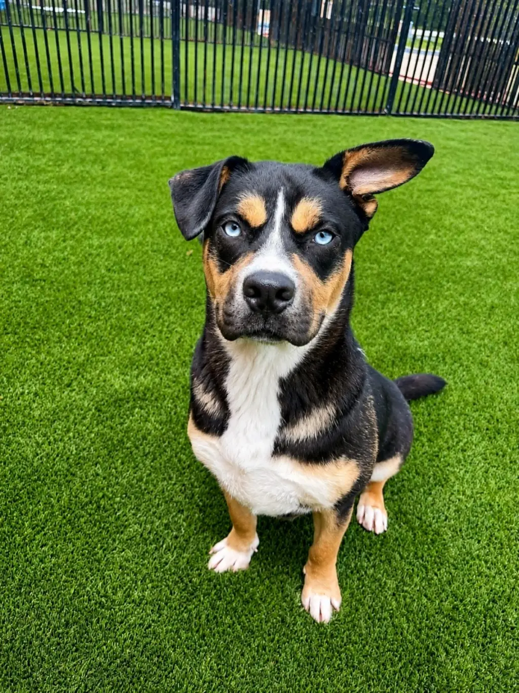 Dior-$75 Adoption Fee! Diamond Dog!