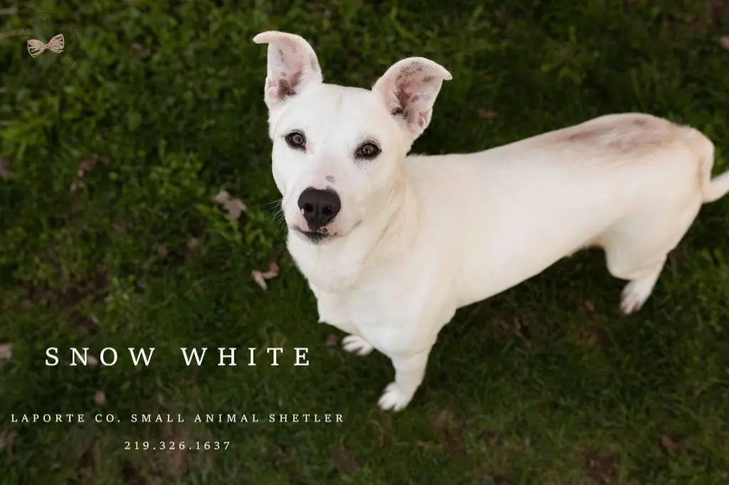 Snow White