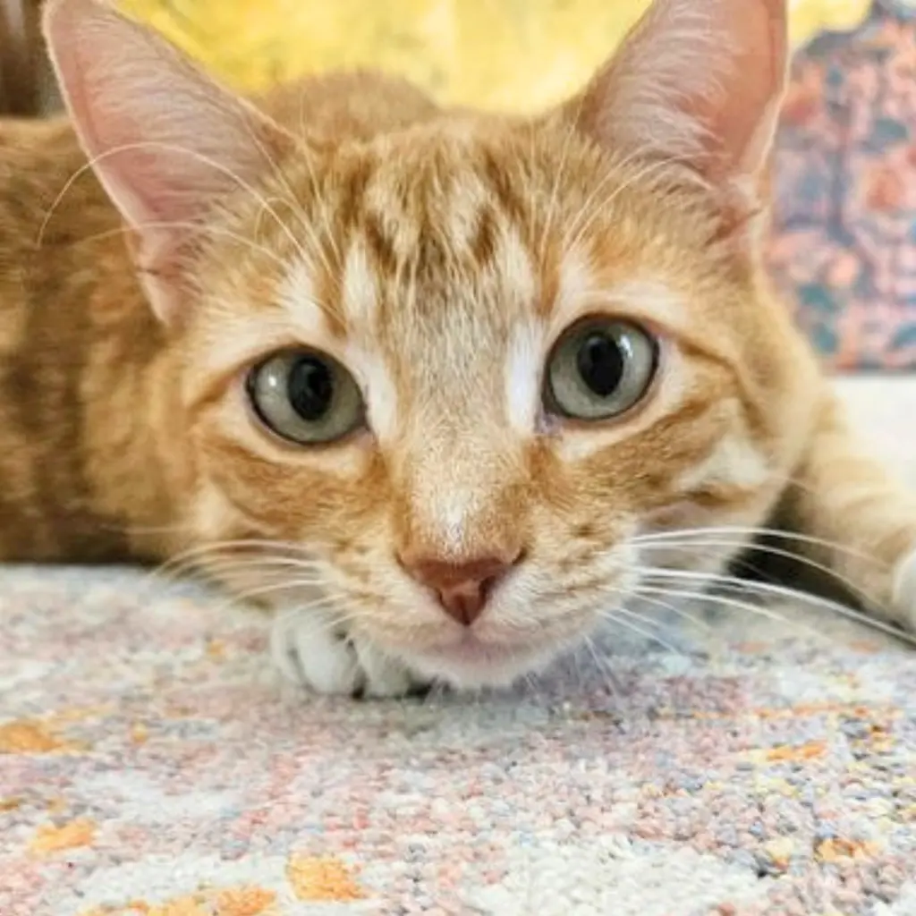 Simon