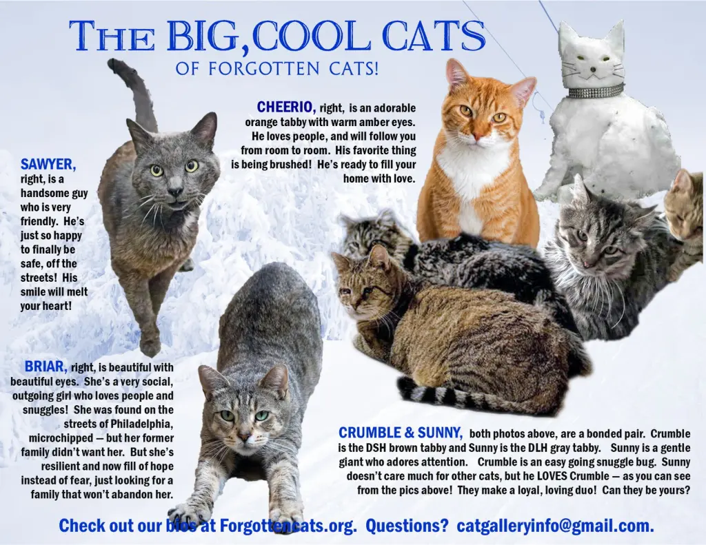Big Cats:  11+ pounds, Part 2