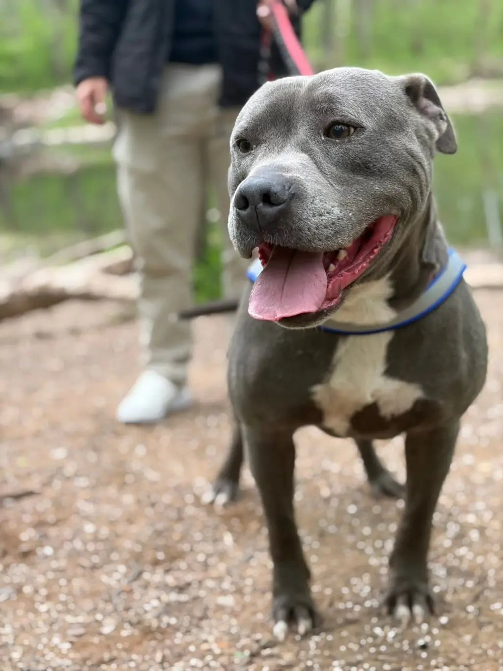 Bluey (8yo, 69lbs)