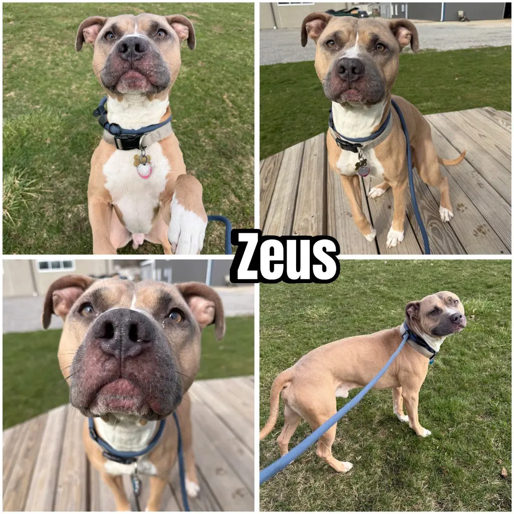 Zeus