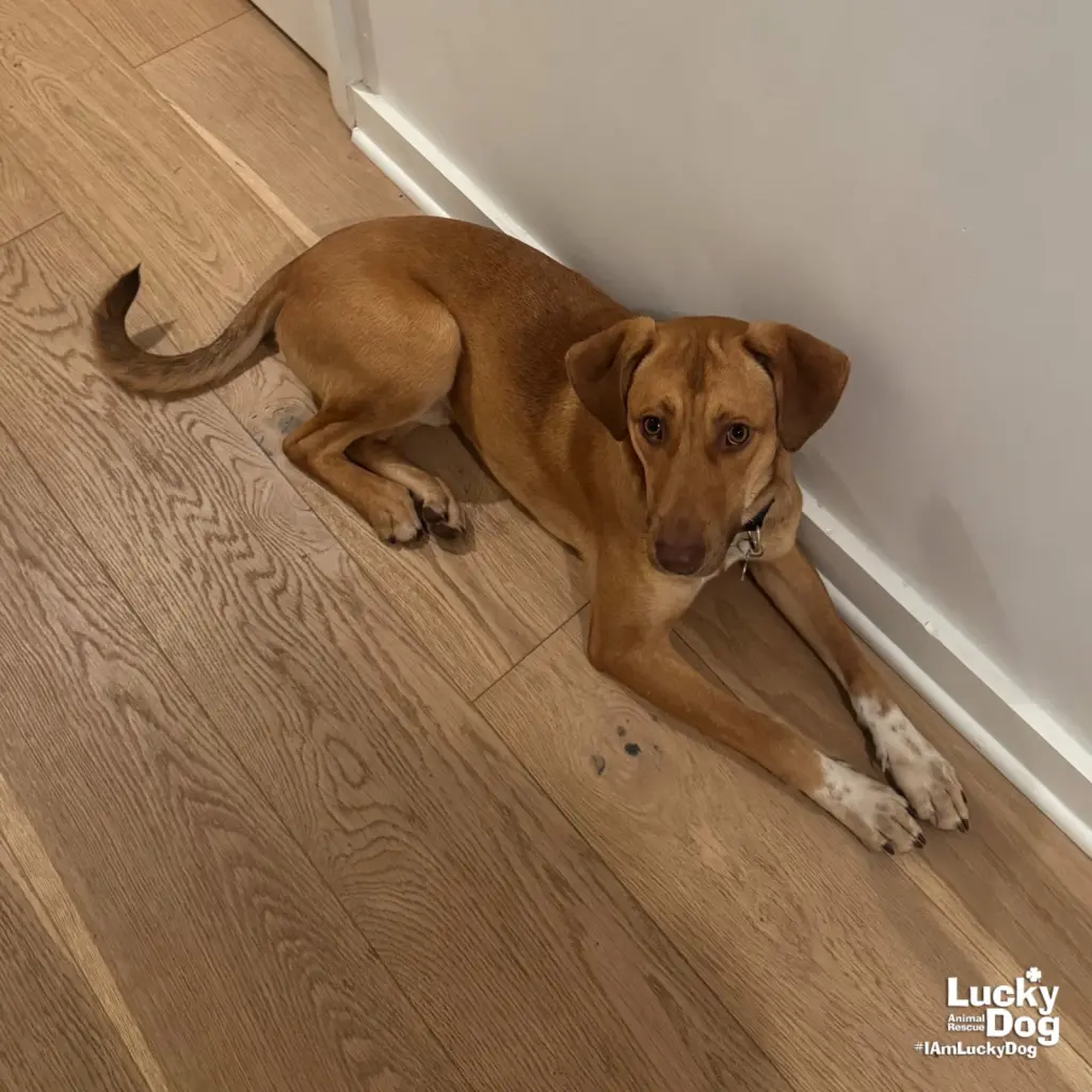 Dobby
