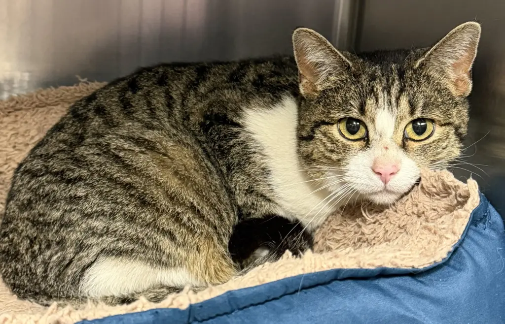 Kitty - In Foster / Appointment Required