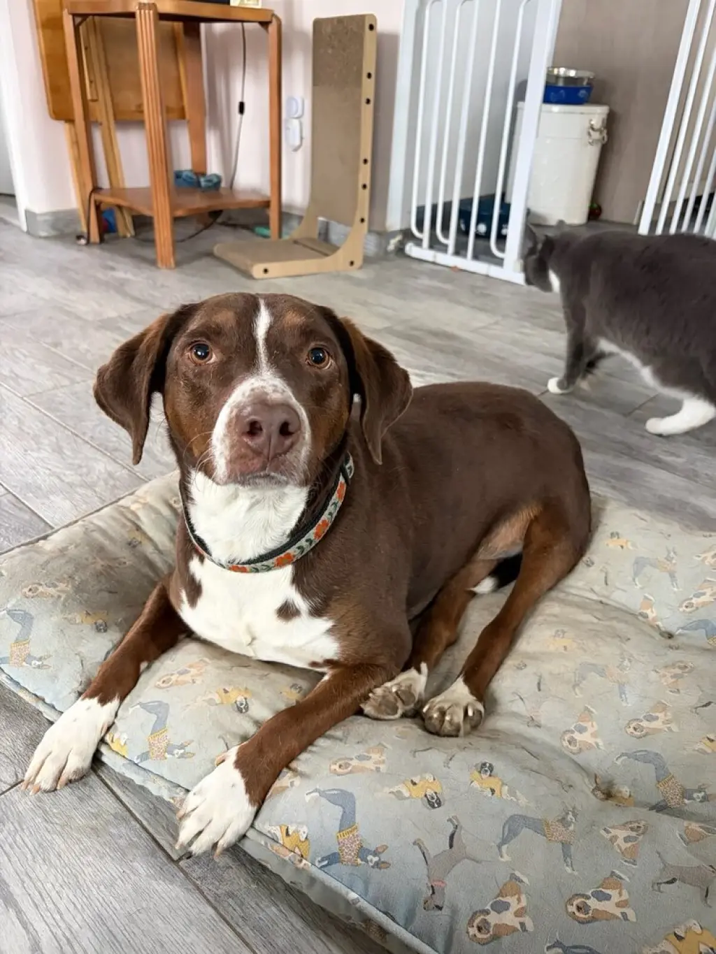 Sally aka Spunky Sully