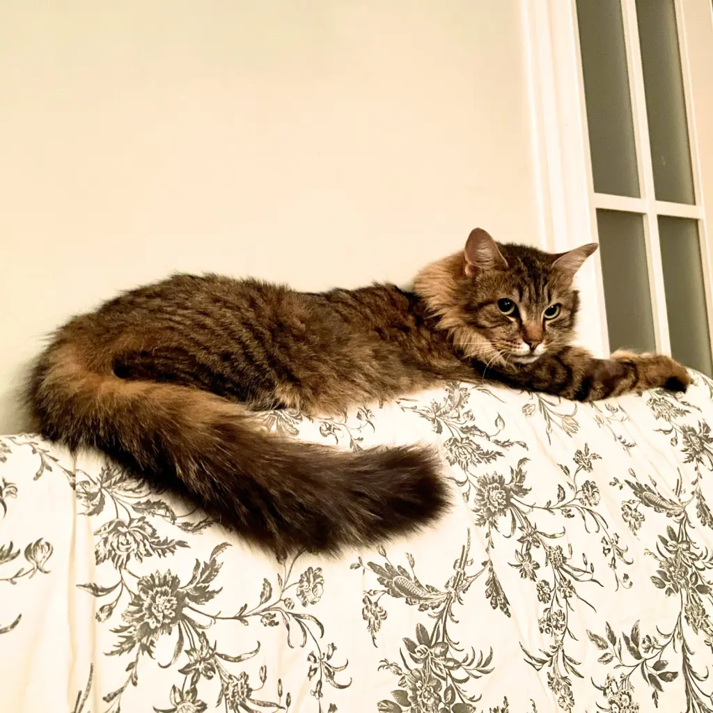 Wanda