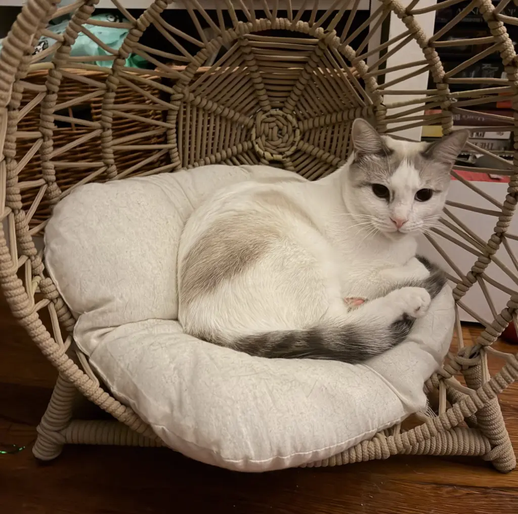Gus