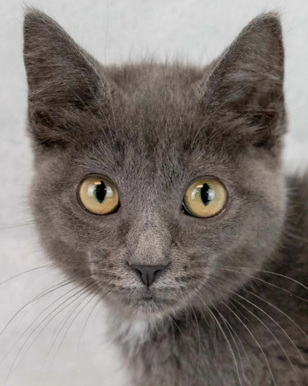 Gina