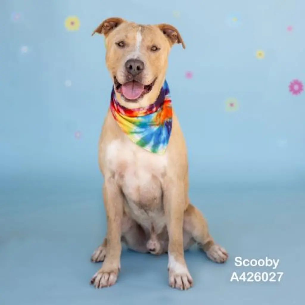 SCOOBY