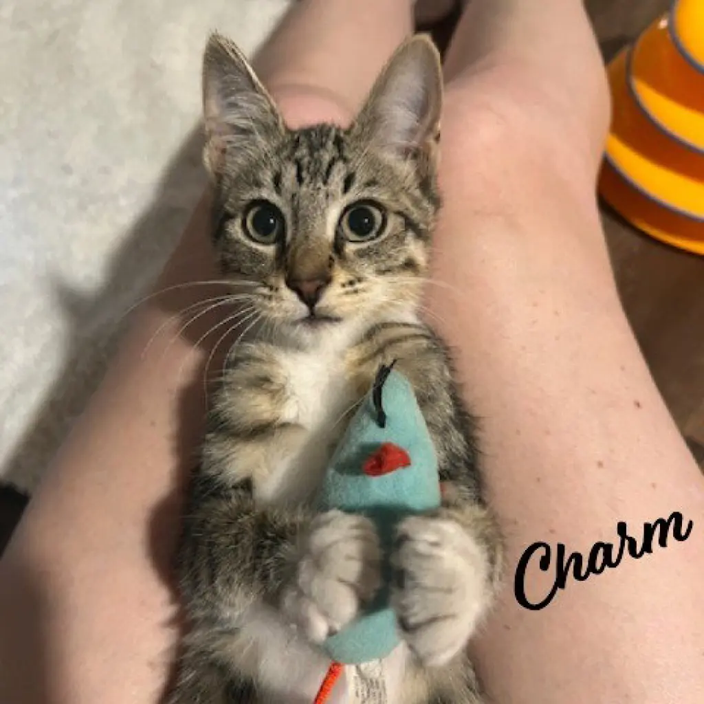 Charm #sister-of-Venus