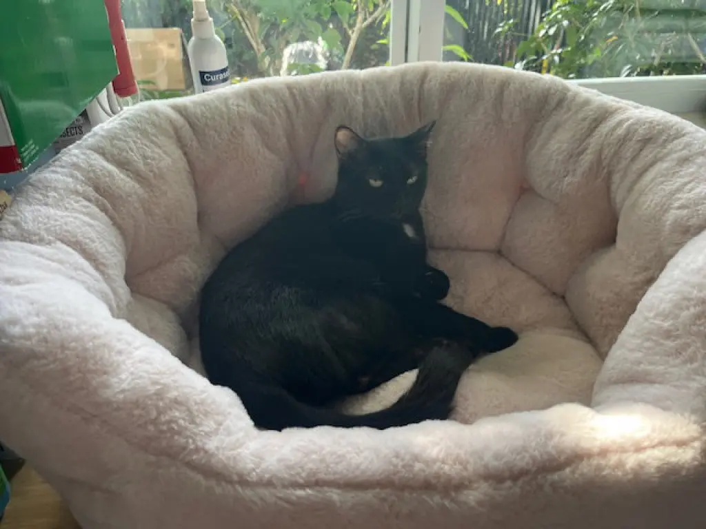 COURTESY POST: Luna