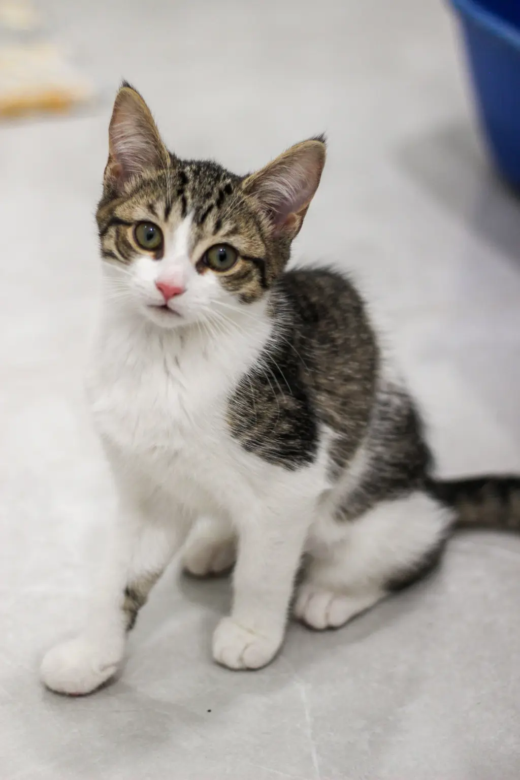 Bluebell (must be adopted with Mama Spring)
