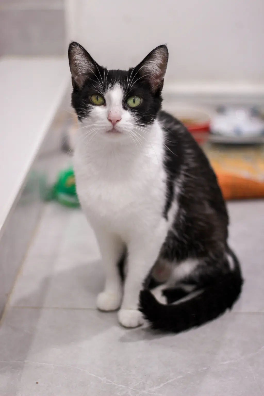 Mama Spring (must be adopted with Bluebell)