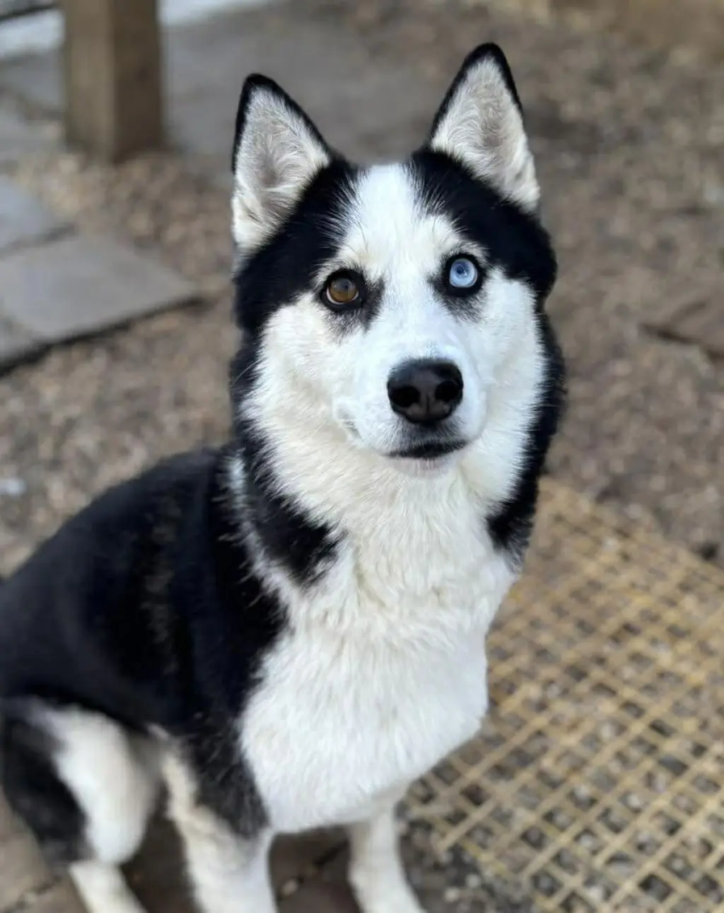 Maya