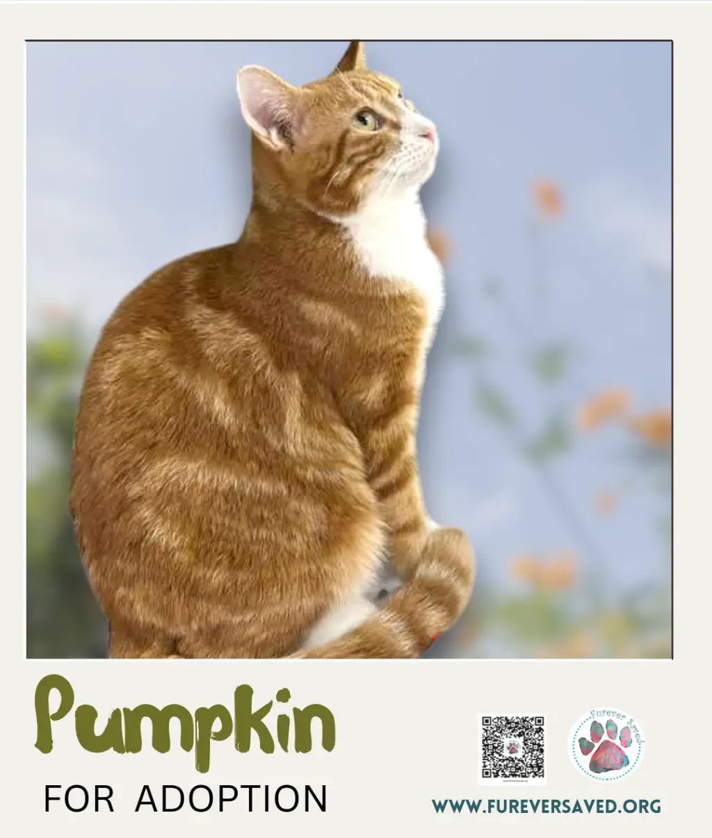 Pumpkin