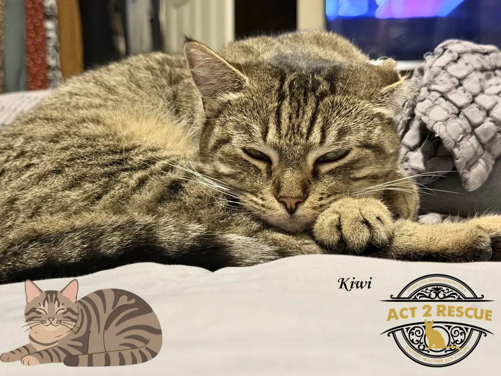 Kiwi