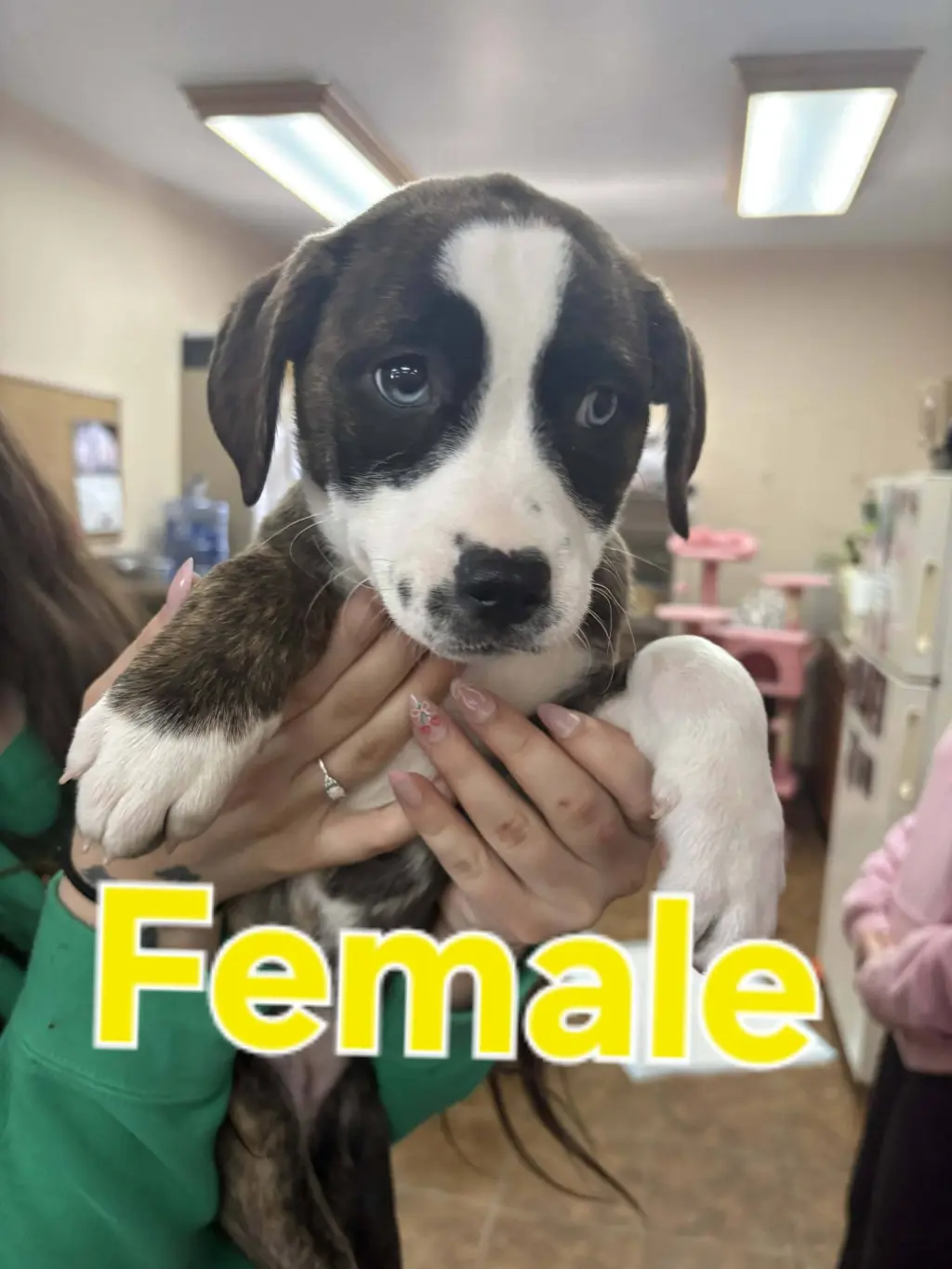 Pit Bull Mix Pups