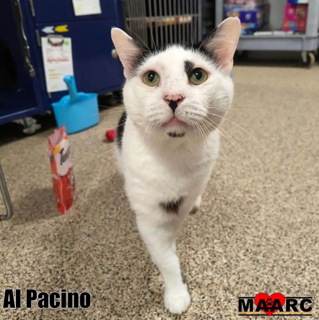 Al Pacino