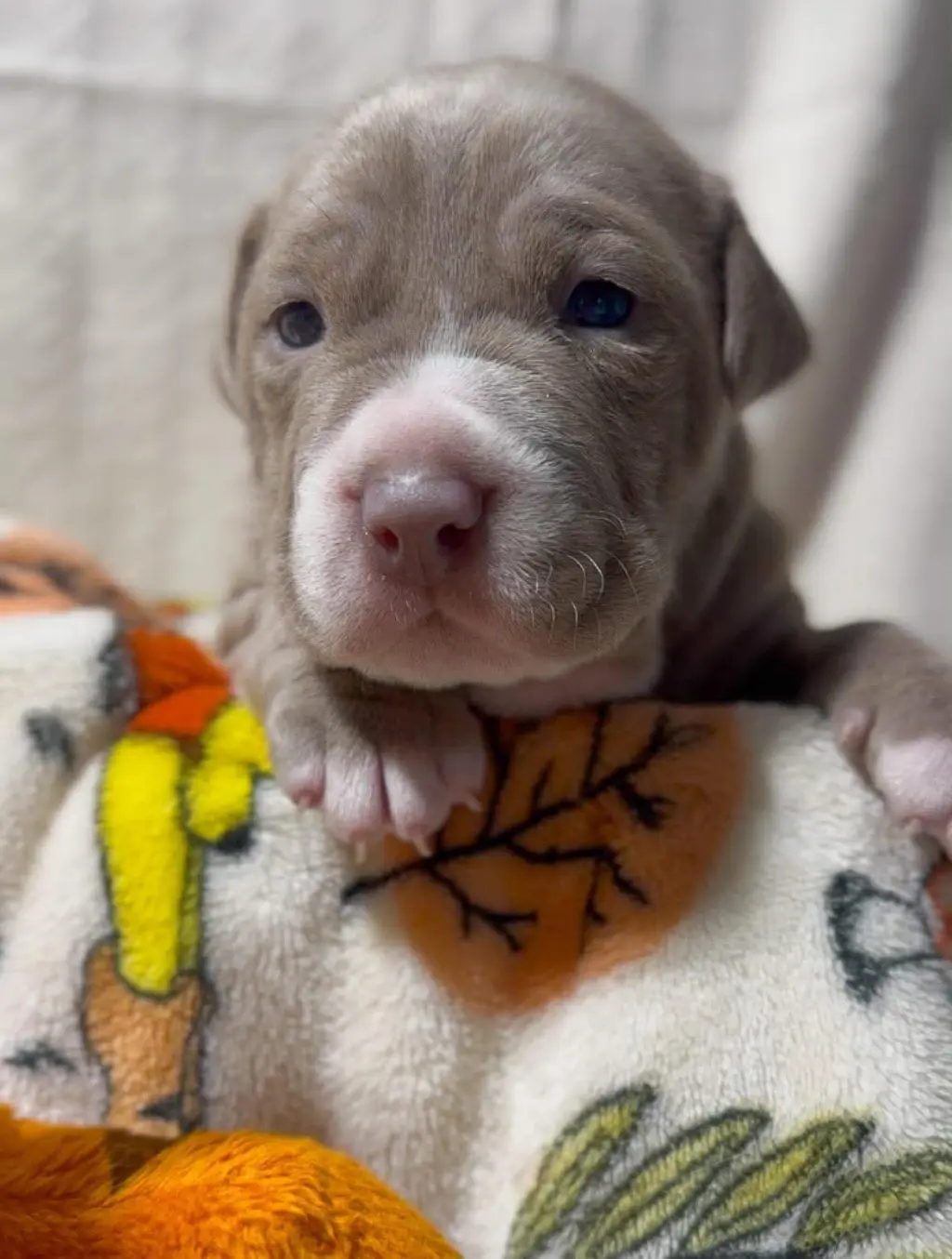 Roo