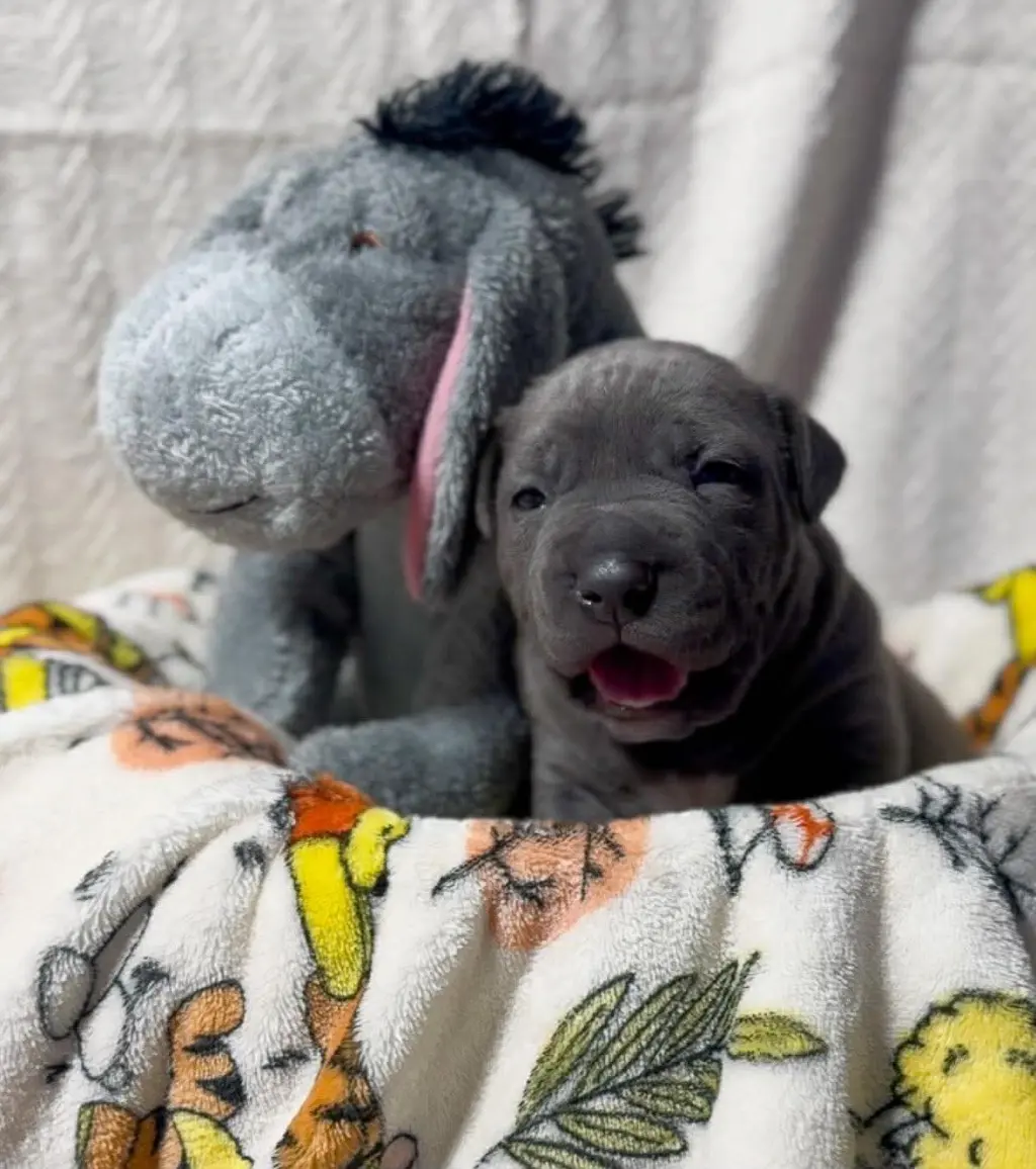 Eeyore