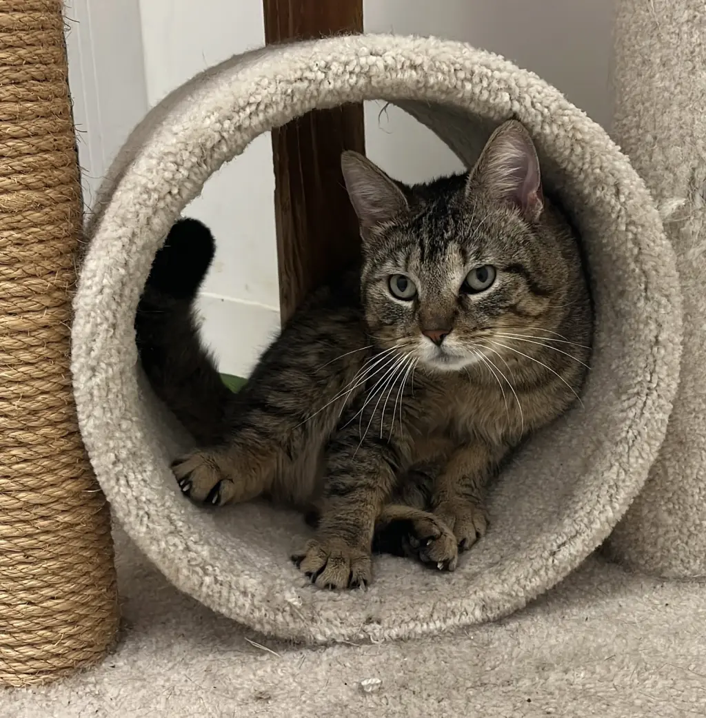 Stewart