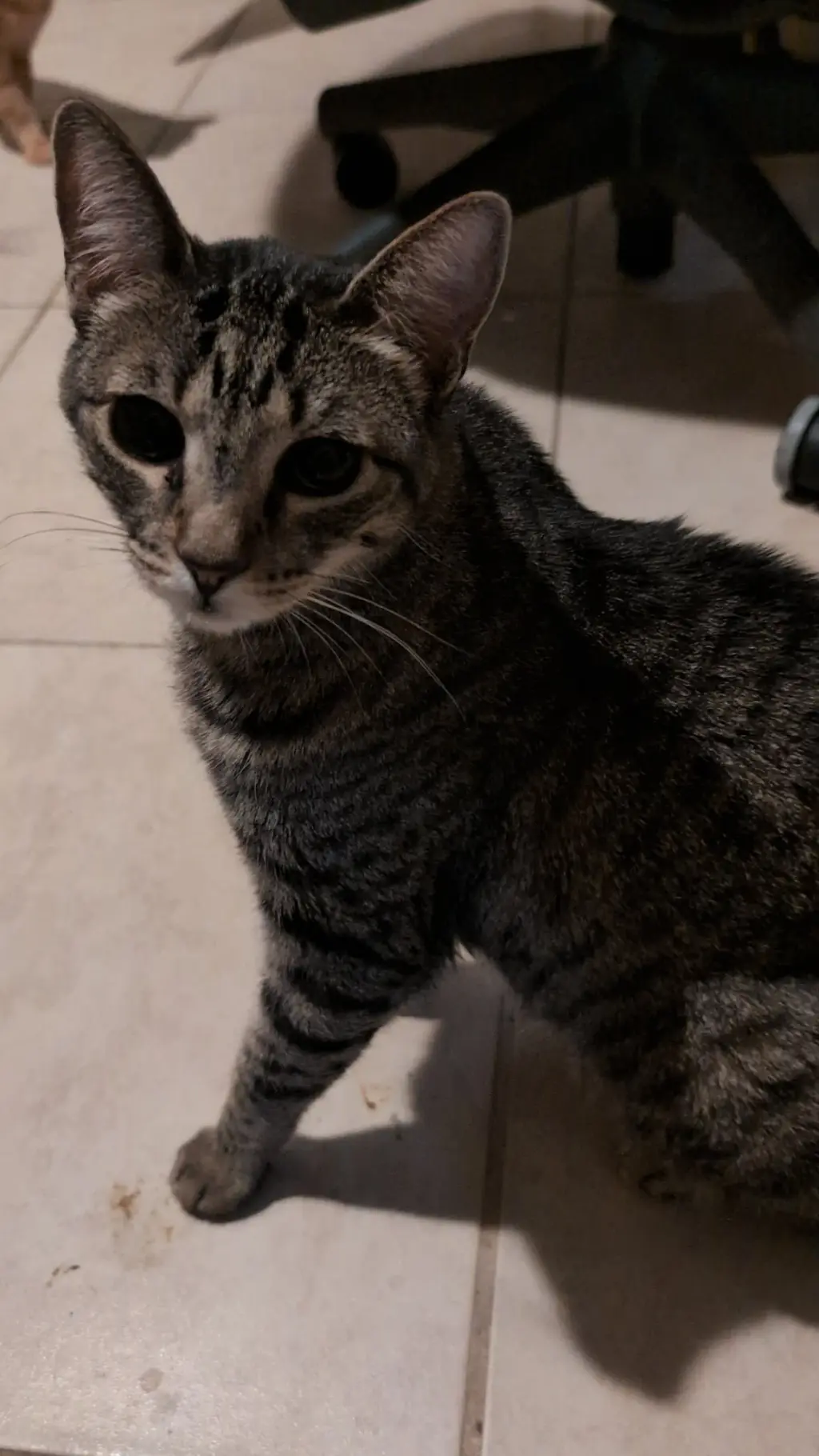 Lady