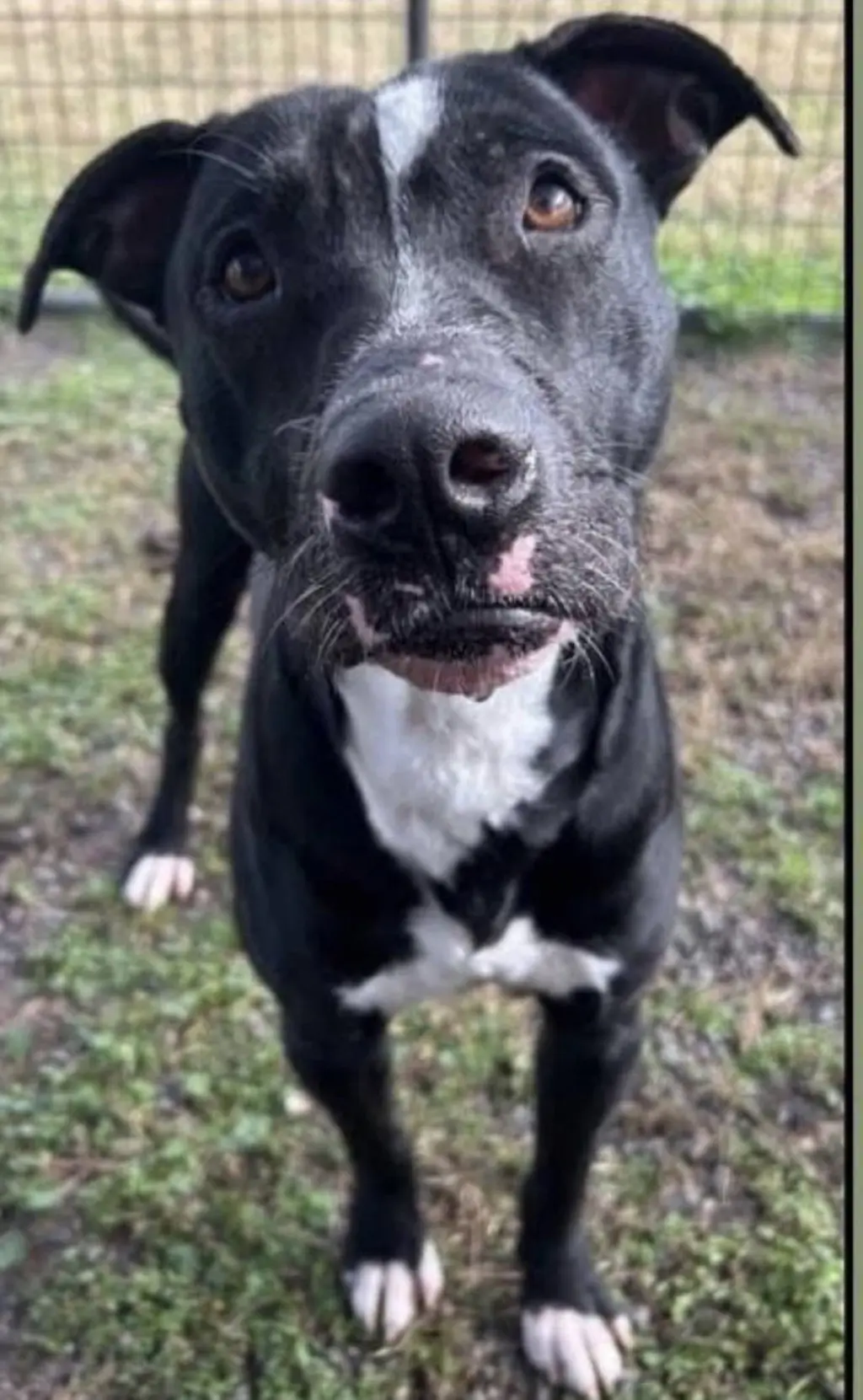 Oliver - your best pal