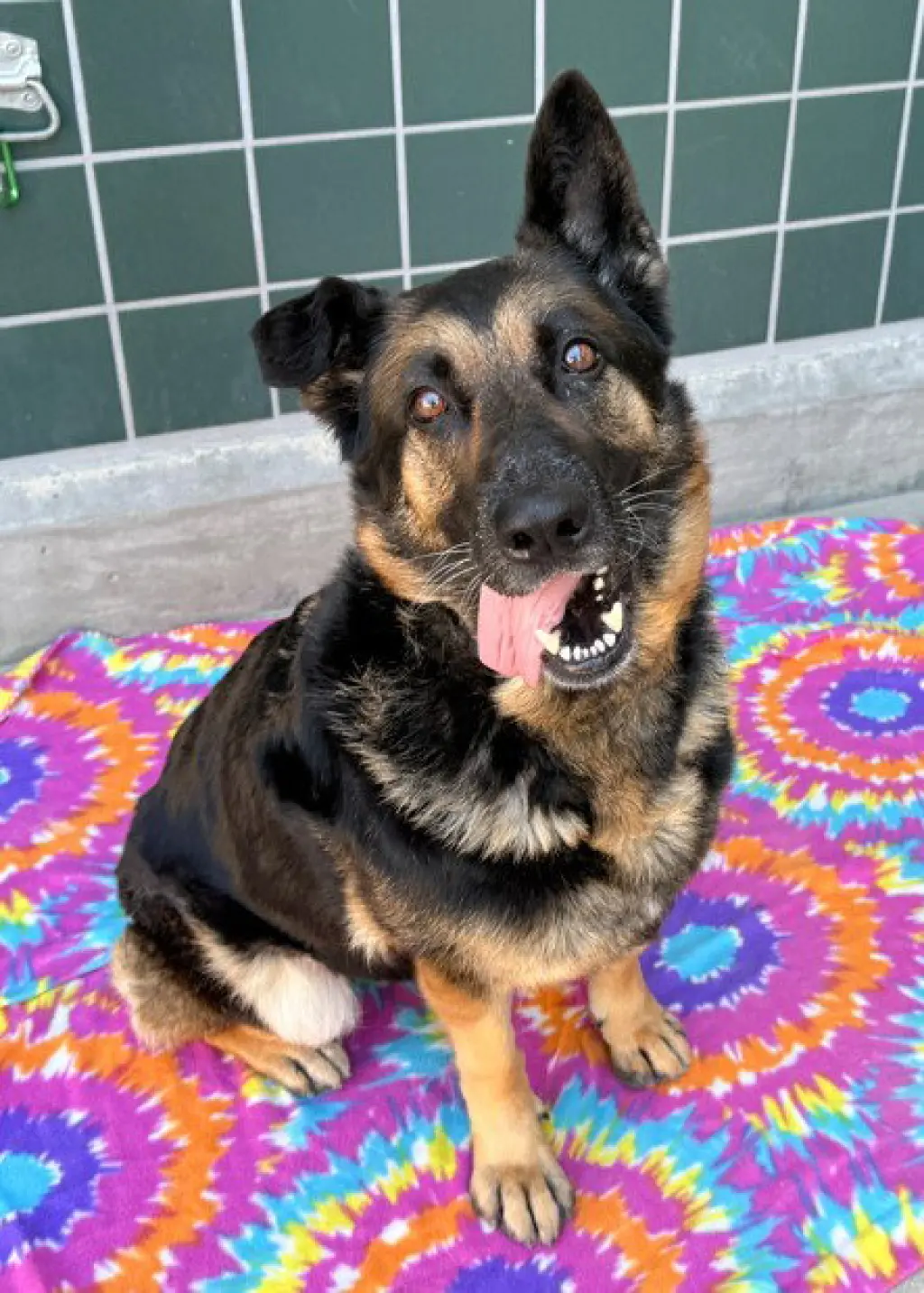 MAYA