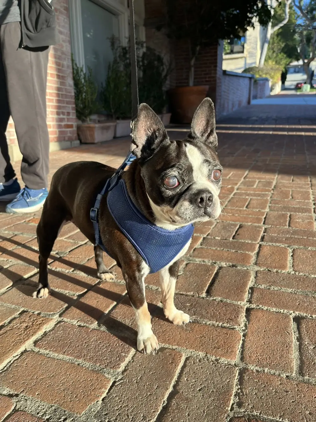 Molly