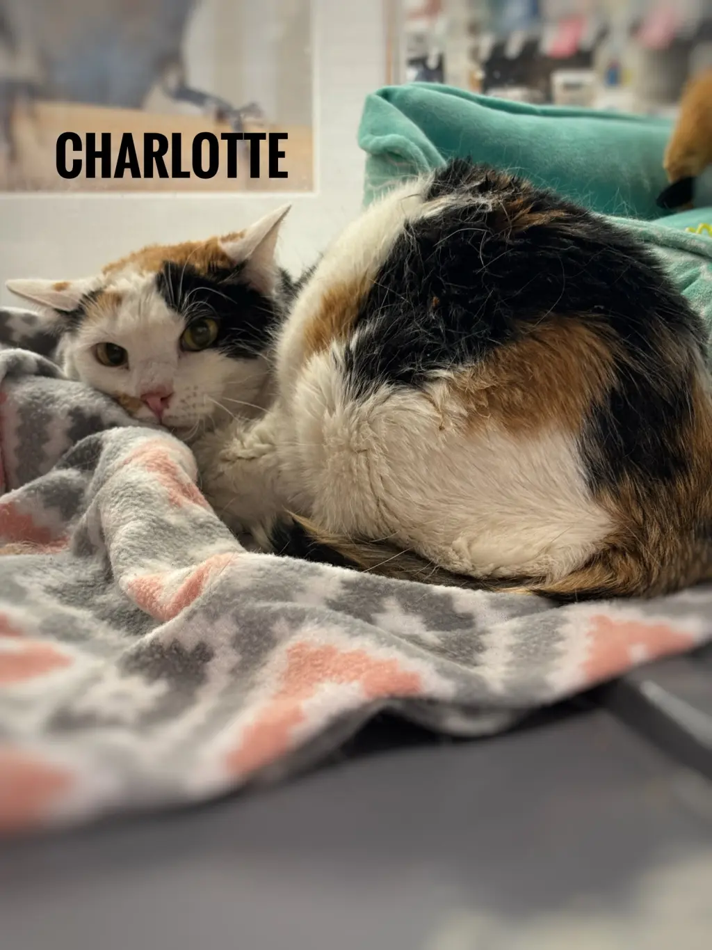 Charlotte