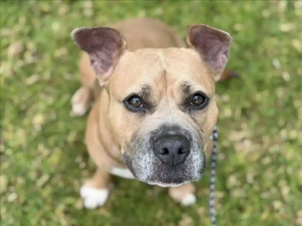 NOVA