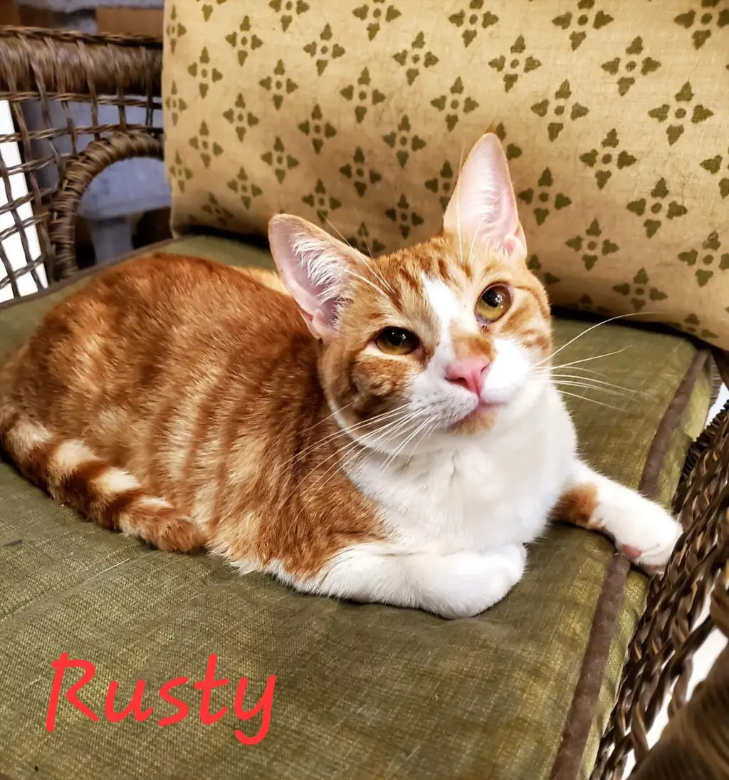 Rusty =^.^=