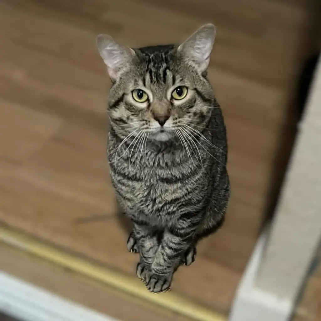 Tigger