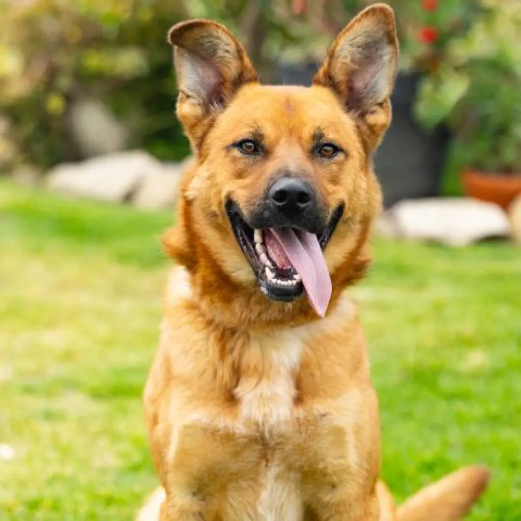 MAXIMUS