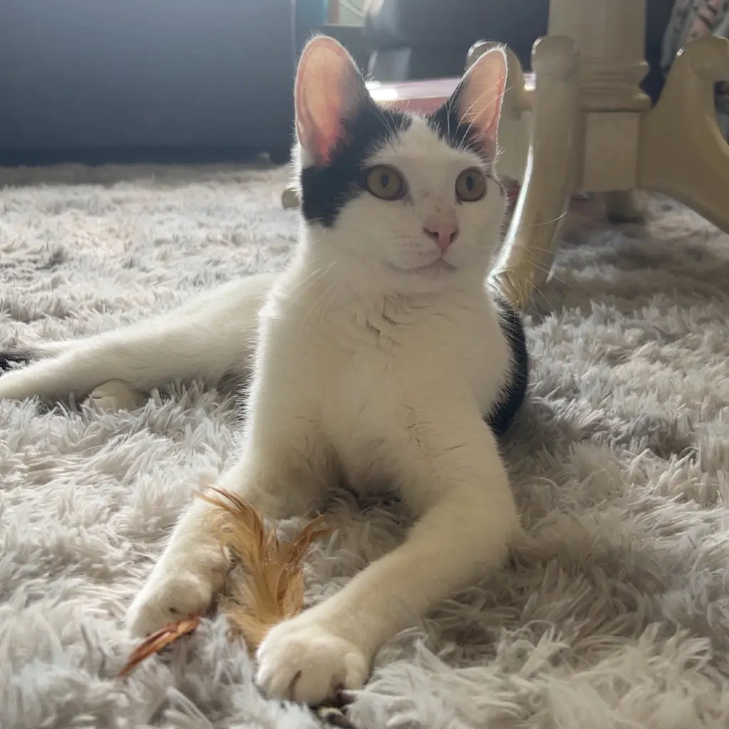Cora