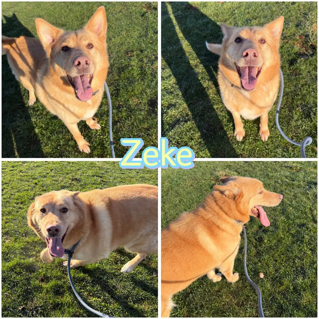 Zeke