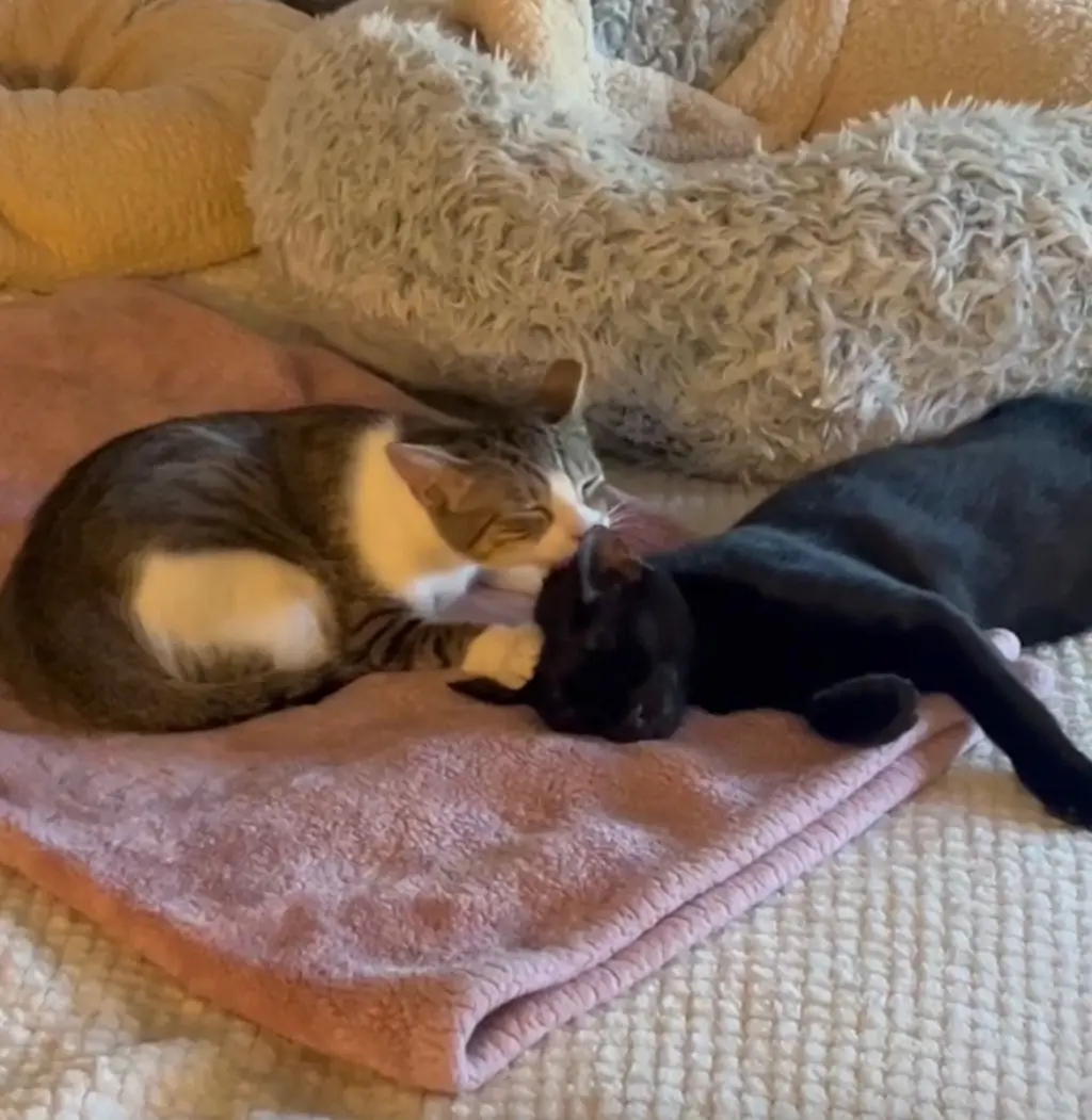 Binx & Nina (Courtesy Post)