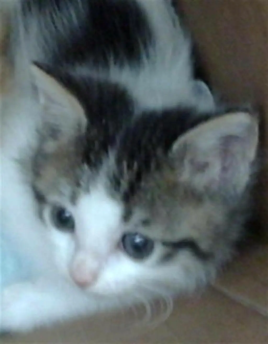 SUKI