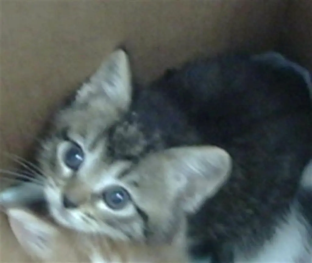 KORA