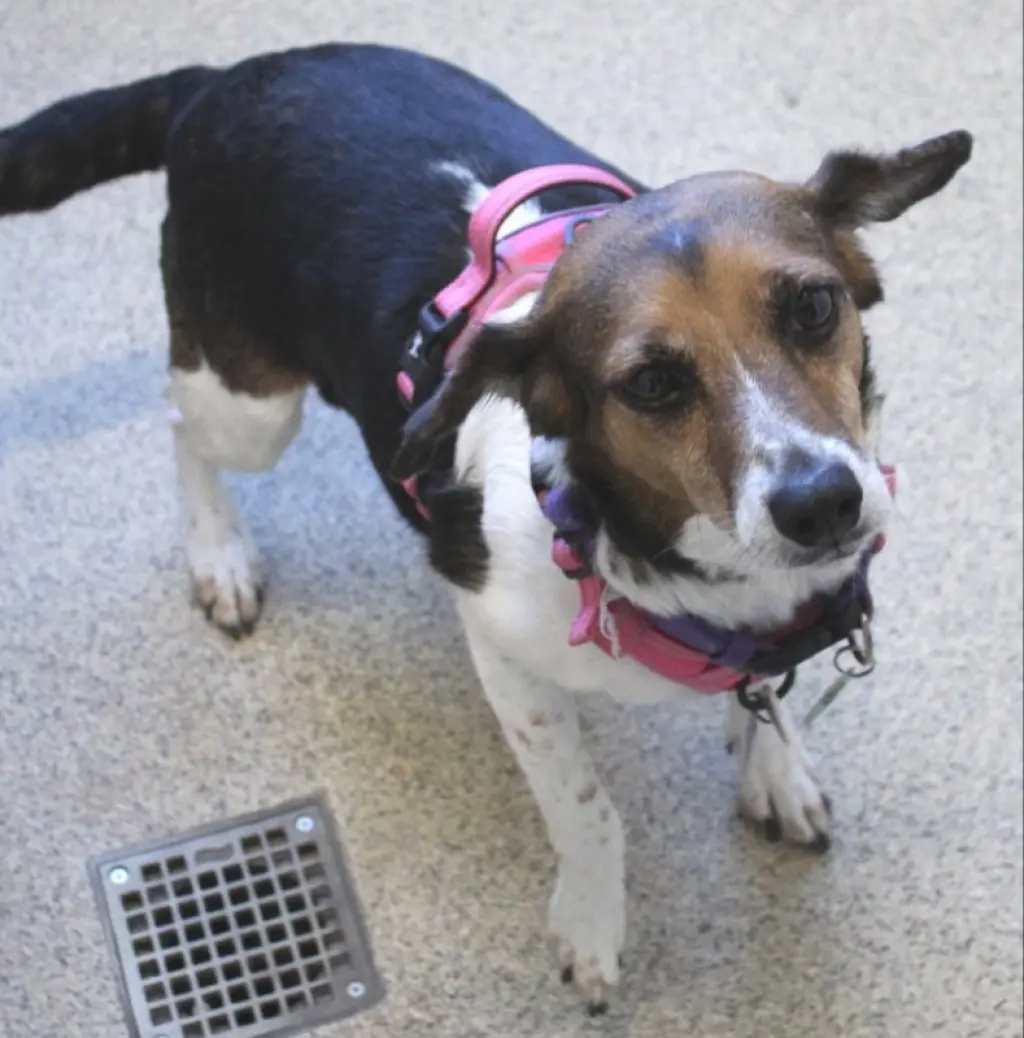 Anya *Adopt or Foster*