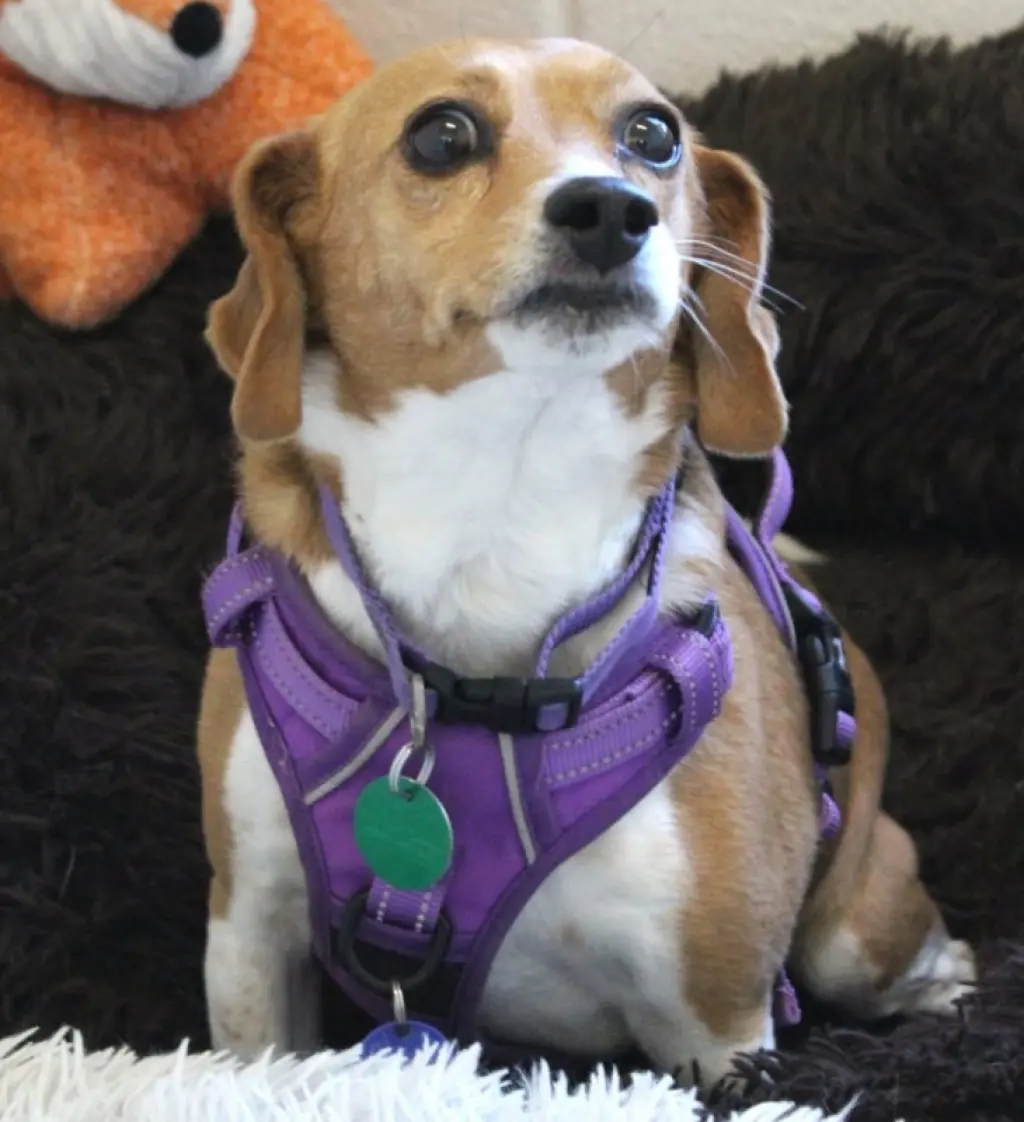 Callie *Adopt or Foster*