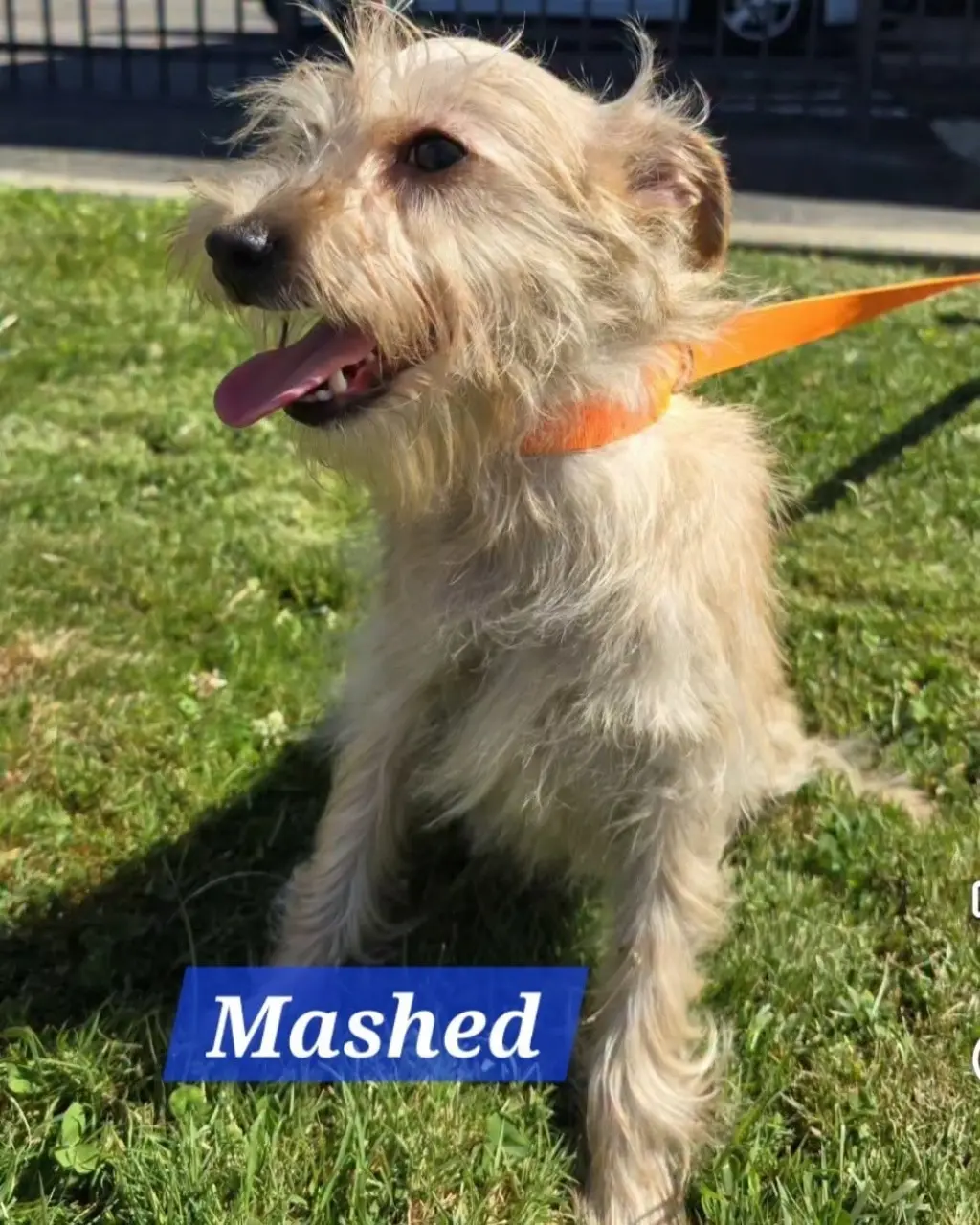 Mashed