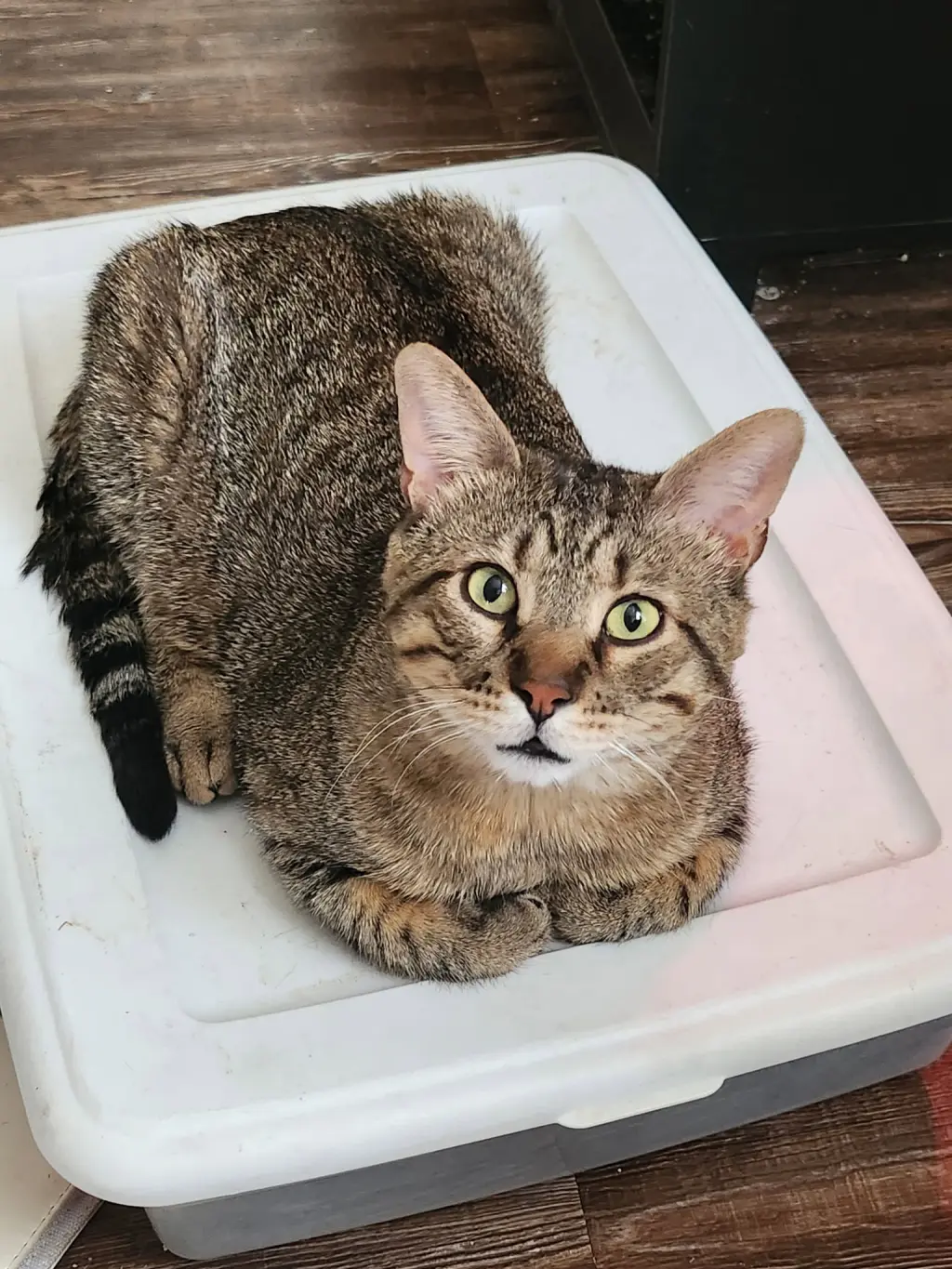 Biscuit (FIV+)
