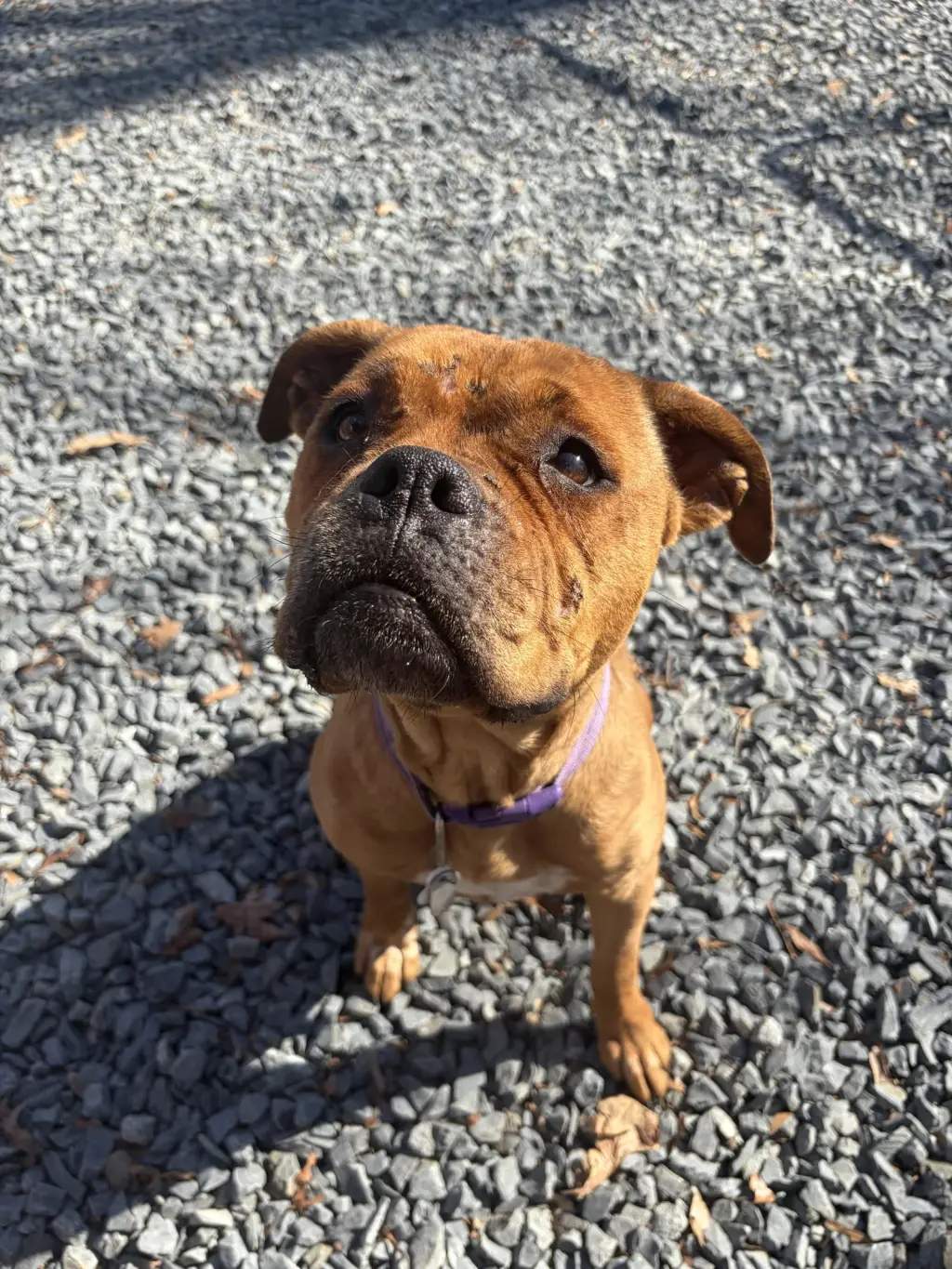 Roxie