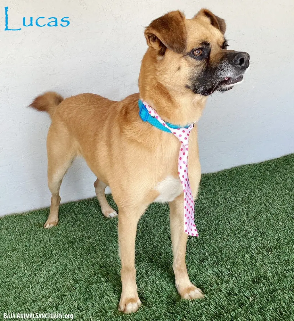 Lucas
