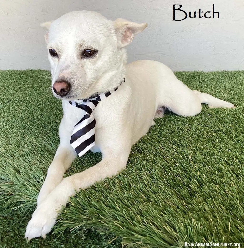 Butch