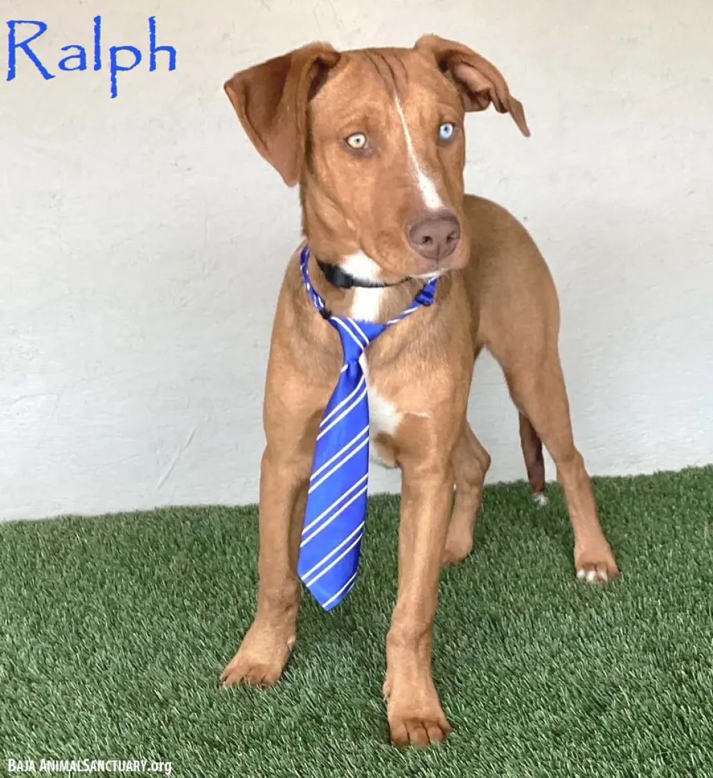 Ralph