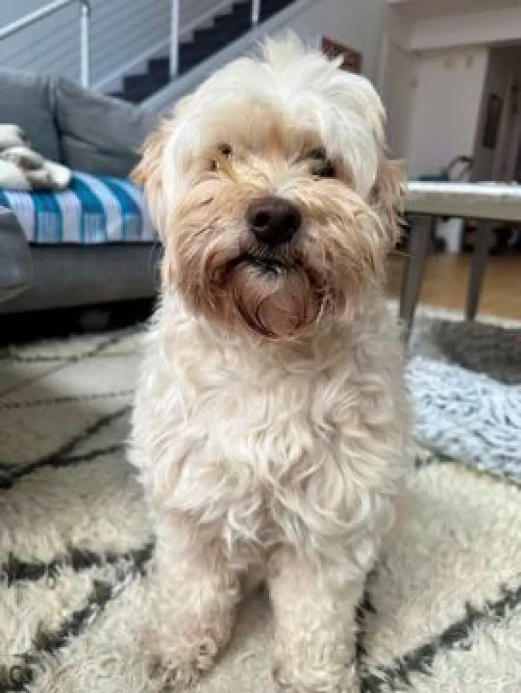 Gigi